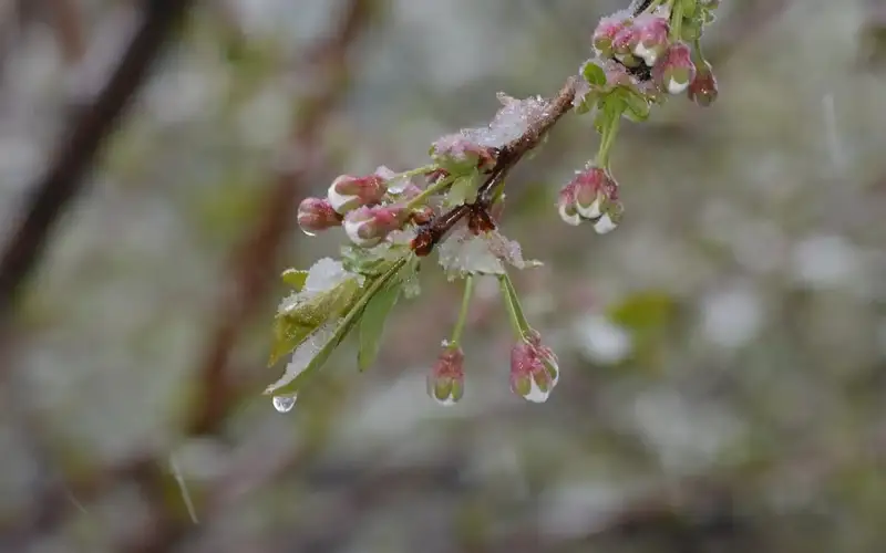 Snow, rain and ground frosts