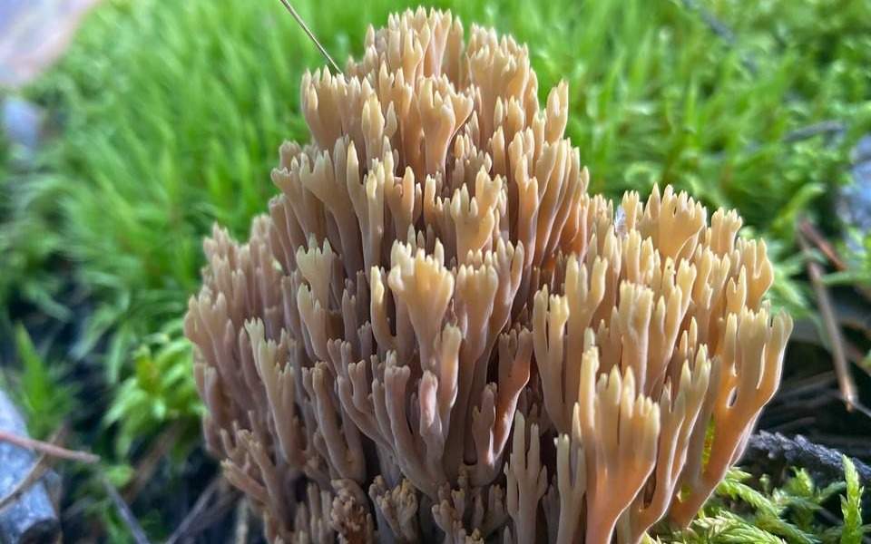 Сексуалдық құлдық ілулі