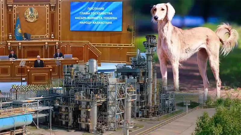 Послание-2024, порода тазы, ГПЗ