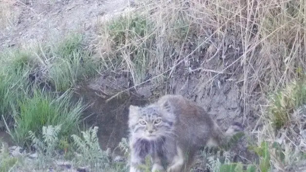Manul cat