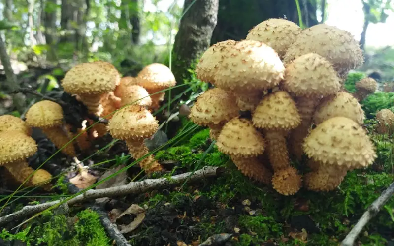 СҚО-да биыл саңырауқұлақтан уланудың 7 жағдайы тіркелді 