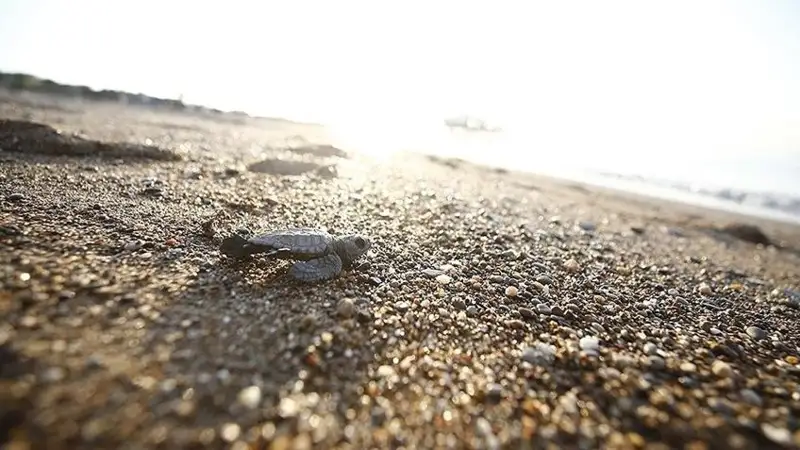 turtles