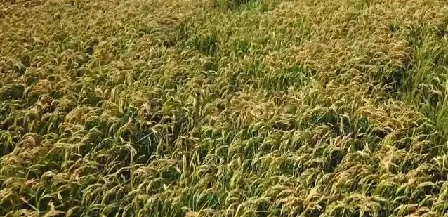 рисовые поля, рис