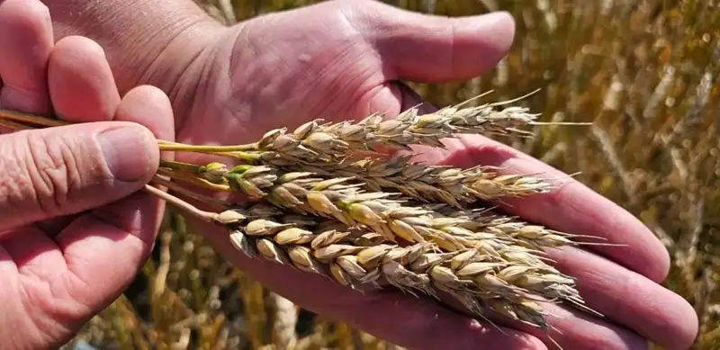 Kazakh scientists breed new wheat cultivar