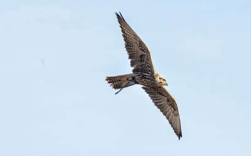 сокол,  финал соревнований по құсбелігілік