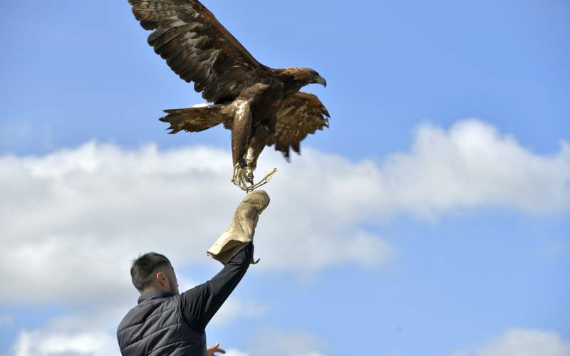 Kusbegilik, nomad games, eagle