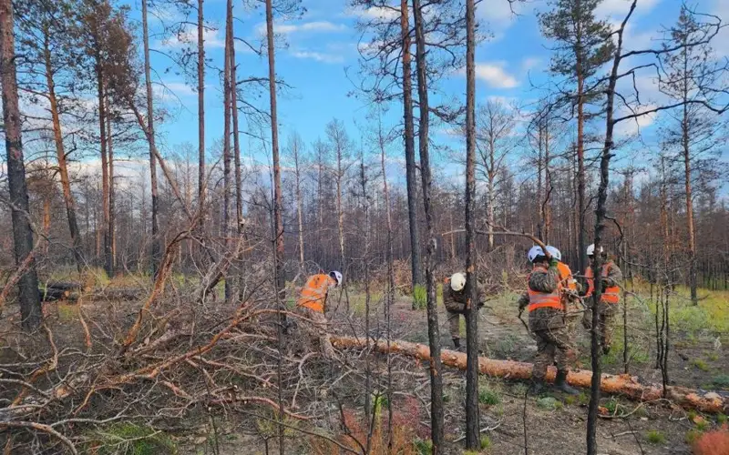  Семей орманы, вырубка, пожар