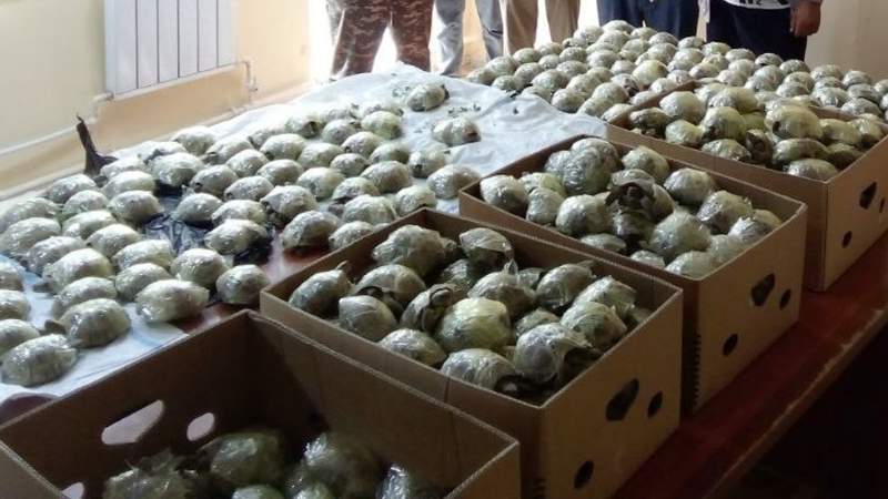 400 краснокнижных черепах пытались вывезти из Узбекистана 400 краснокнижных черепах пытались вывезти из Узбекистана