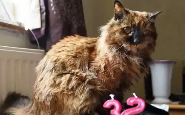 Энг кекса мушук