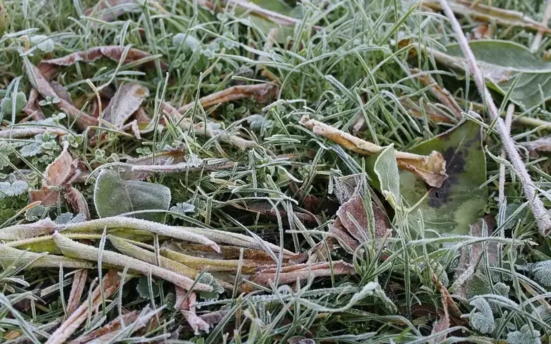 Ground frosts