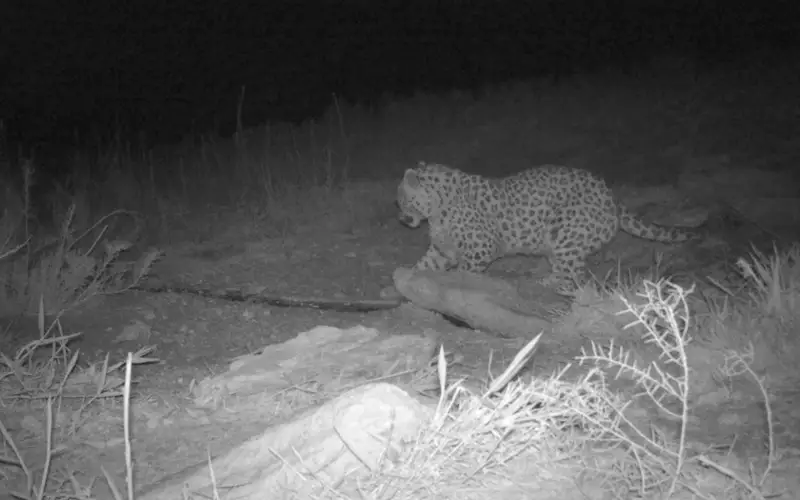 Редкий переднеазиатский леопард попал в фотоловушку Устюртского заповедника