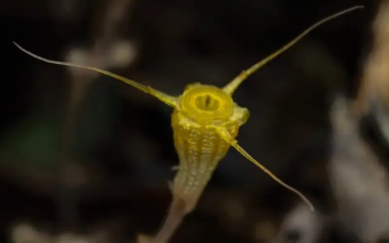 New goblet-shaped plant species found in south China
