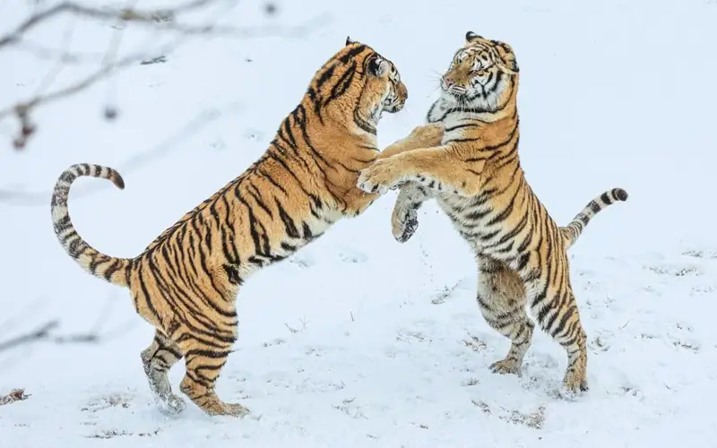 Two Amur tigers playing in the snow at a zoo in east China's Shandong Province