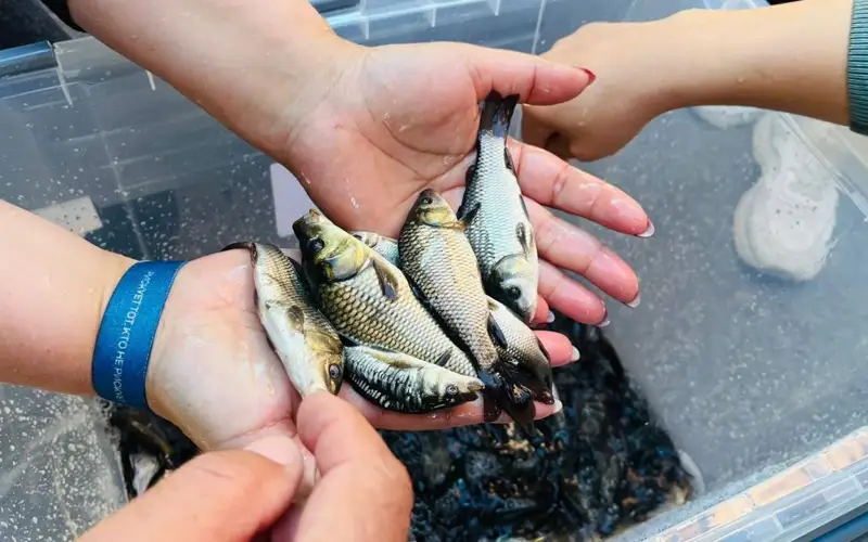 250 тысяч сеголеток карпа выпустили в реку Есиль в Астане