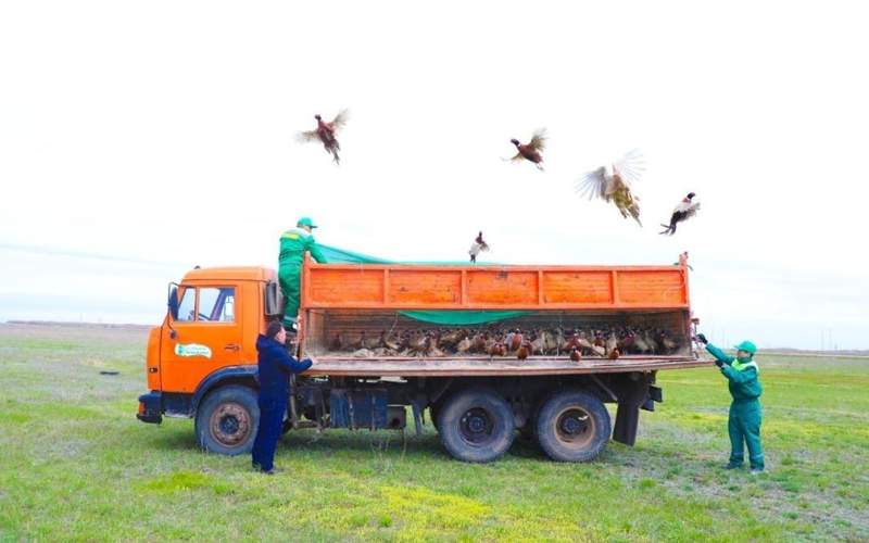 750 фазанов выпустили на территории зеленого пояса Астаны 750 фазанов выпустили на территории зеленого пояса Астаны