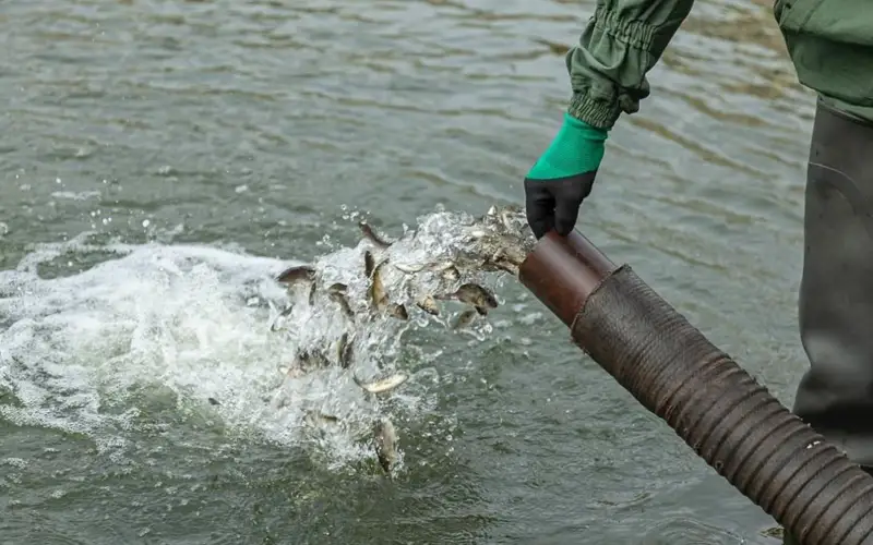 250 тысяч сеголеток карпа выпустили в реку Есиль в Астане