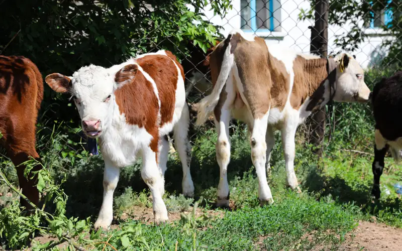 крс, телята