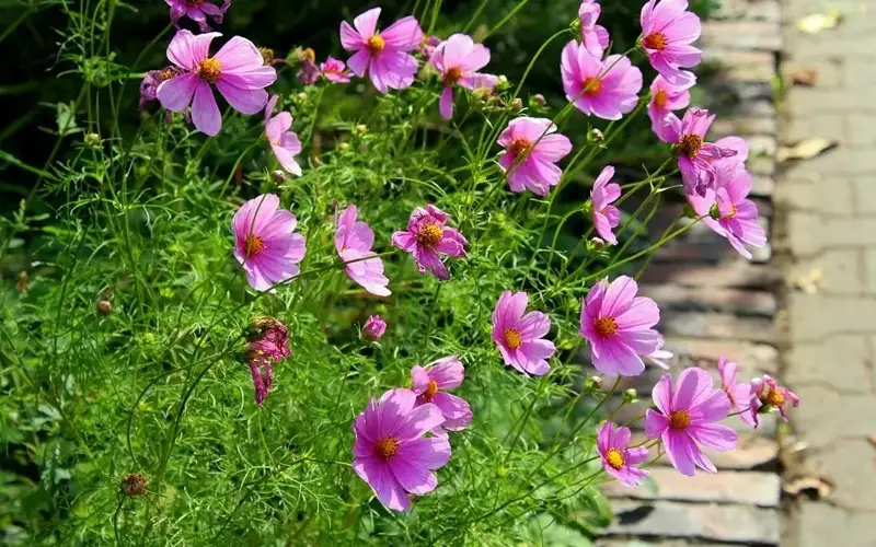Fair weather, flowers