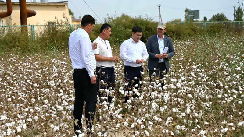 Мақта терімі