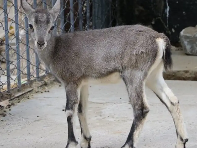 В зоопарке Шымкента родился малыш Голубого барана