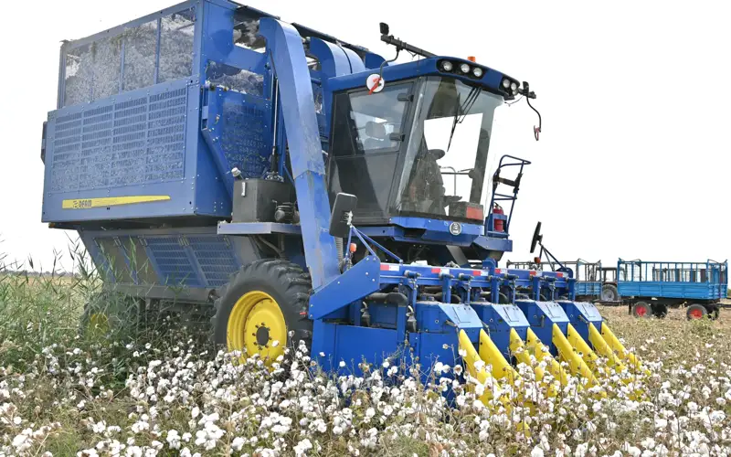 Мақта терімі