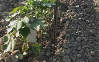 В Казахстане приступили к селекции высокопродуктивного хлопчатника хлопчатник