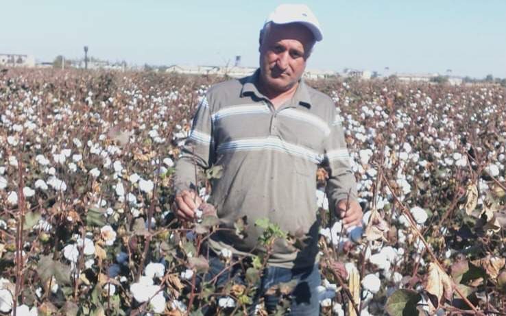 В Казахстане приступили к селекции высокопродуктивного хлопчатника хлопчатник