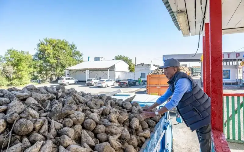 сахарная свекла