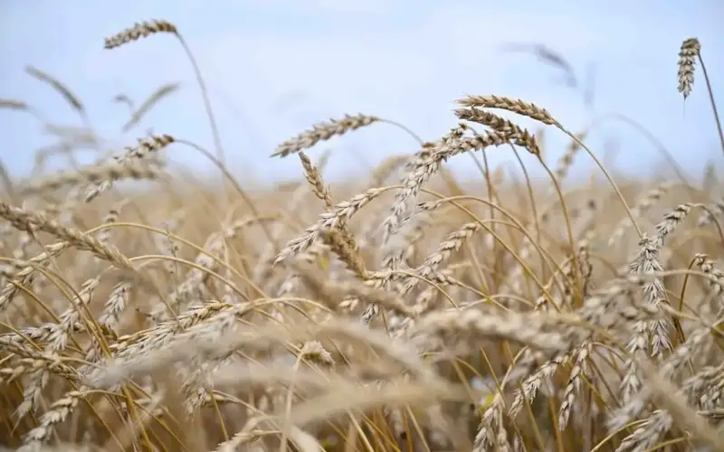 Kazakhstan plans to harvest 20mln tons of grain crop