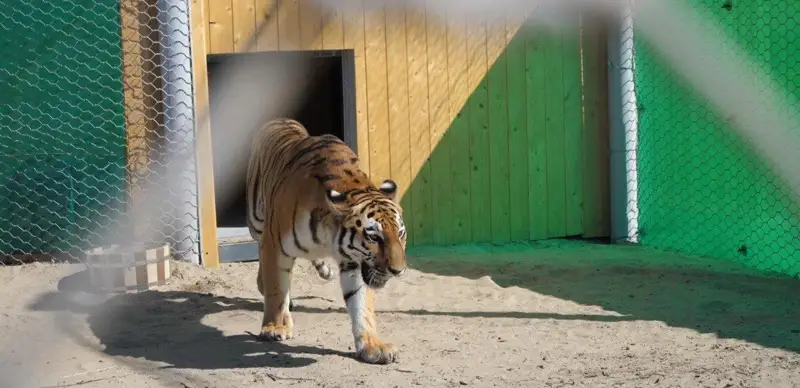 амурский тигр