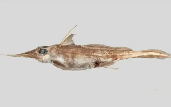 «Акула-призрак»