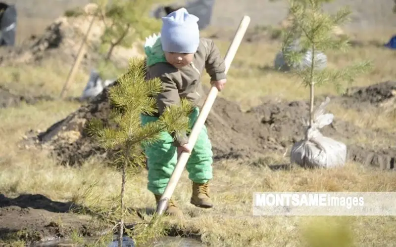 Mongolia to hold nationwide tree planting campaign Oct 5