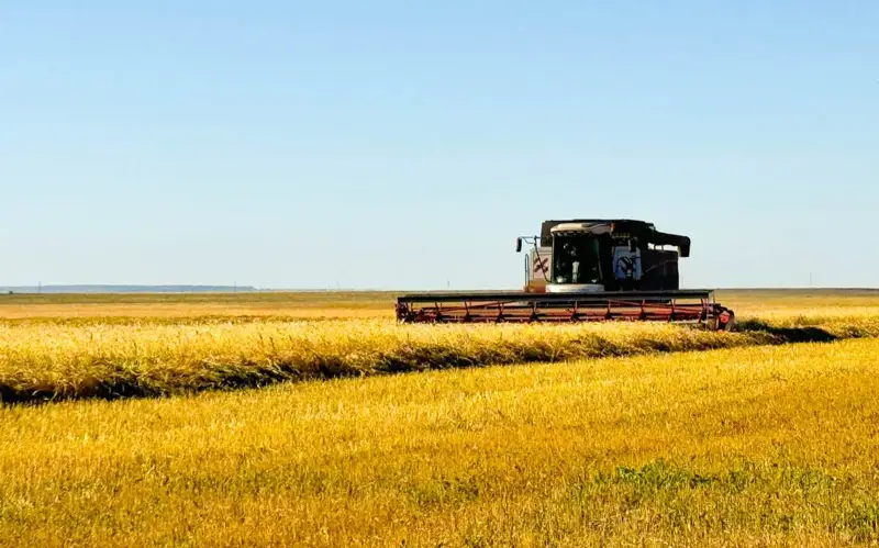 уборка урожая, пшеница. АПК