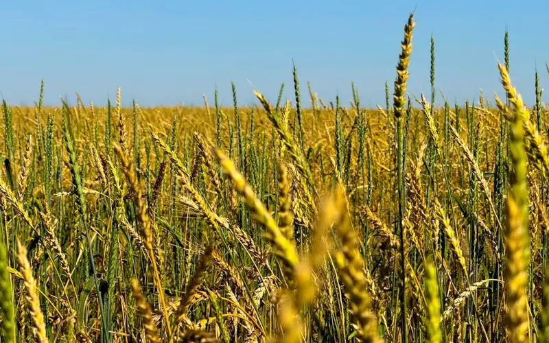 уборка урожая, пшеница. АПК