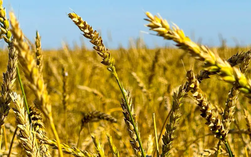 уборка урожая, пшеница. АПК