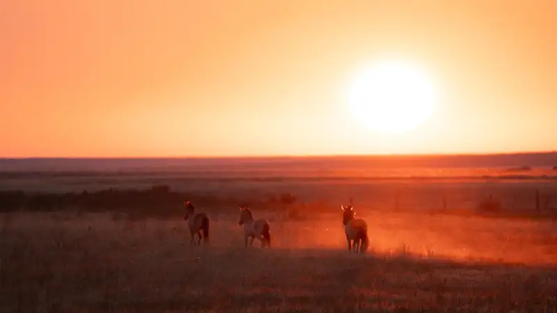Казахстанская инициатива «Алтын дала», керкуланы