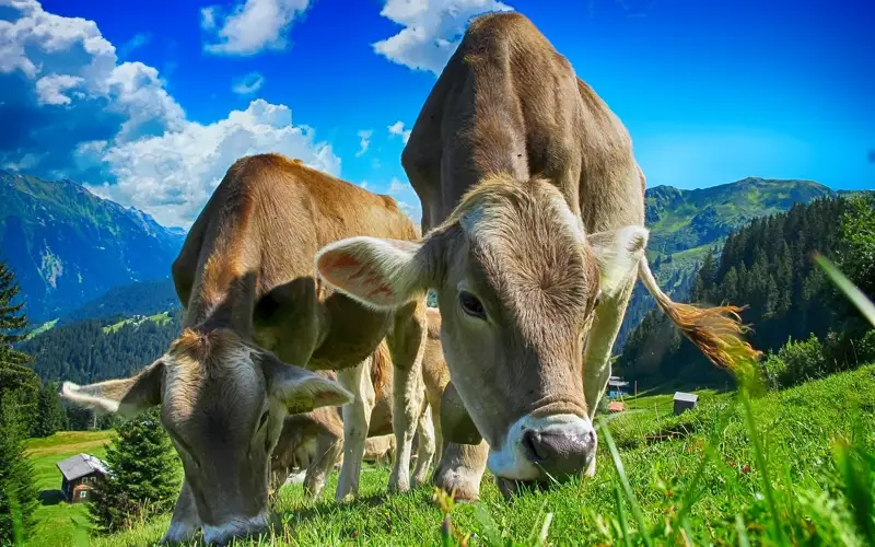 ірі қара төрт түлік