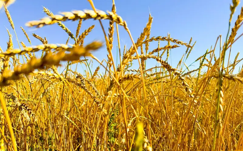 Касым-Жомарт Токаев: Для повышения экспортного потенциала необходимо выращивать больше высокорентабельных культур 