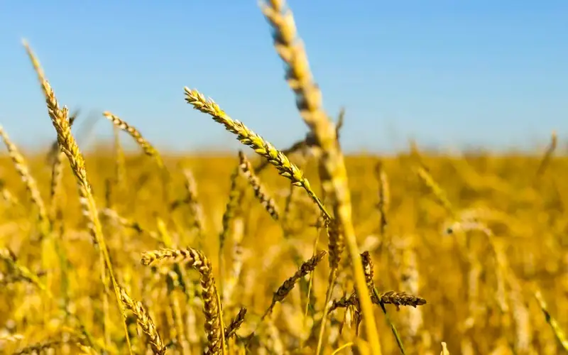 уборка урожая, пшеница. АПК
