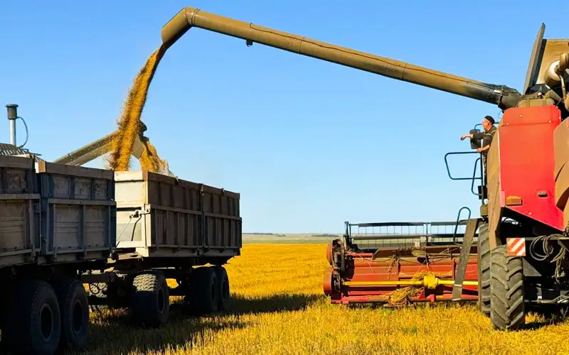 уборка урожая, пшеница. АПК