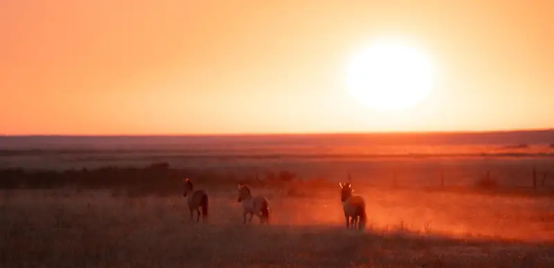 Prince William,Kazakhstan, “Altyn Dala”, Earthshot Prize