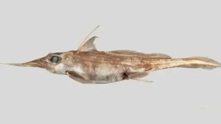 Ghost shark