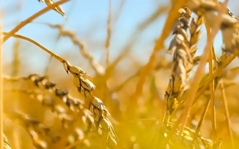 уборка урожая, пшеница. АПК