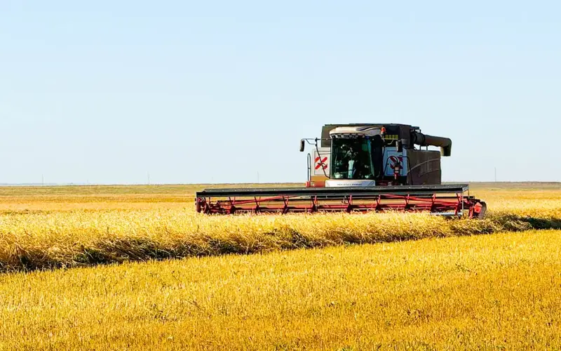 уборка урожая, пшеница. АПК
