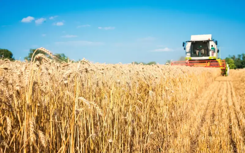 Harvest 