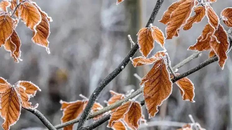 Ground frost to grip southeastern Kazakhstan