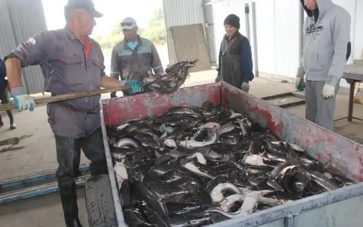 балық шаруашылығы