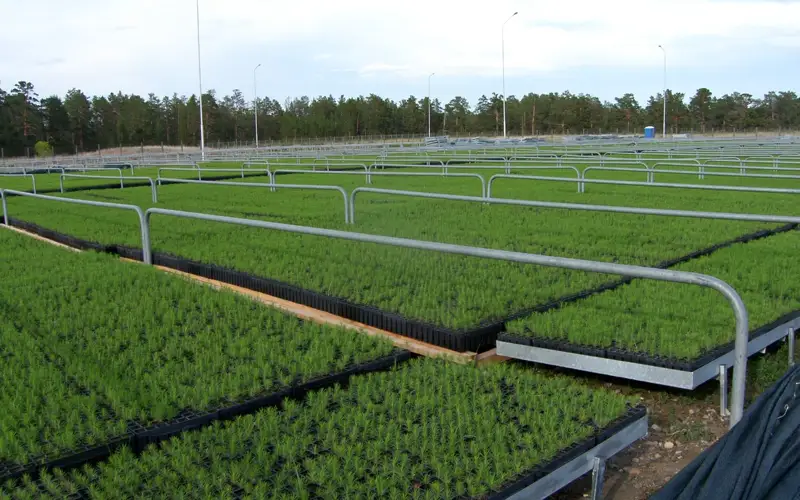 лесосеменной комплекс