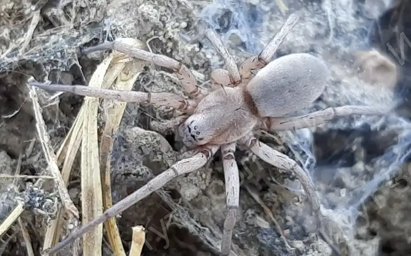 New spider species