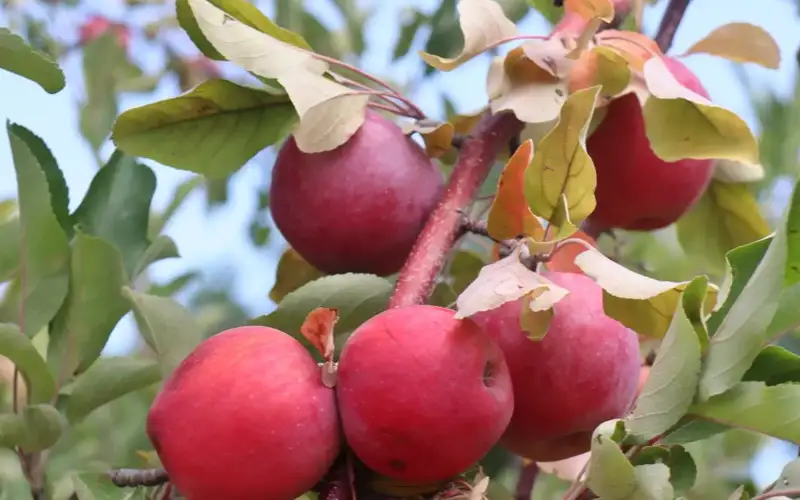 Center for Study and Preservation of Sievers Apple Tree to be set up in Almaty
